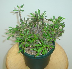 افوربیا دکاری